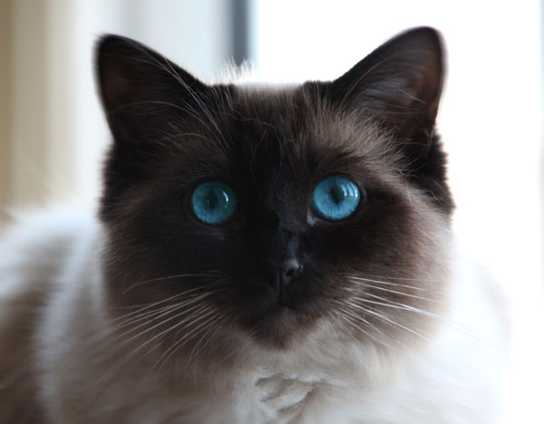 Are Ragdoll Cats Hypoallergenic? Vets Answer