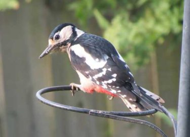 WHAT IS THE BEST TRAIL CAMERA ON THE MARKET - GREAT SPOTTED WOODPECKER